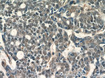 APC1 Antibody in Immunohistochemistry (Paraffin) (IHC (P))