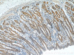 APC1 Antibody in Immunohistochemistry (Paraffin) (IHC (P))