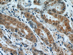 APC1 Antibody in Immunohistochemistry (Paraffin) (IHC (P))