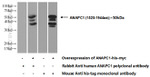 APC1 Antibody in Western Blot (WB)
