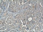 RASSF7 Antibody in Immunohistochemistry (Paraffin) (IHC (P))