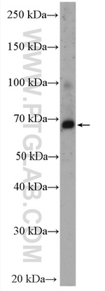 PDE4C Antibody in Western Blot (WB)
