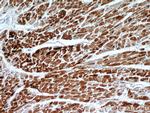 HSPB2 Antibody in Immunohistochemistry (Paraffin) (IHC (P))