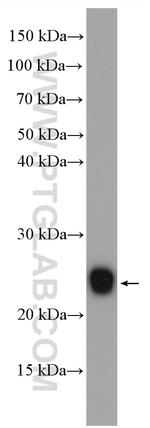 HSPB2 Antibody in Western Blot (WB)