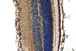 KCNV2 Antibody in Immunohistochemistry (Paraffin) (IHC (P))