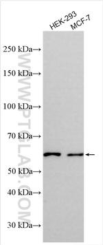 KCNV2 Antibody in Western Blot (WB)
