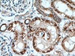 SLC25A2 Antibody in Immunohistochemistry (Paraffin) (IHC (P))