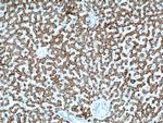 SLC25A2 Antibody in Immunohistochemistry (Paraffin) (IHC (P))