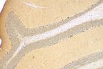 GABRA6 Antibody in Immunohistochemistry (Paraffin) (IHC (P))