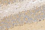 GABRA6 Antibody in Immunohistochemistry (Paraffin) (IHC (P))