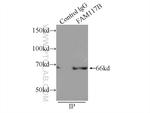 FAM117B Antibody in Immunoprecipitation (IP)