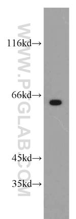 FAM117B Antibody in Western Blot (WB)