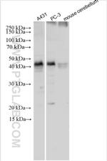 DPF1 Antibody in Western Blot (WB)