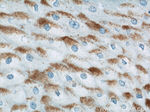 LCE1B Antibody in Immunohistochemistry (Paraffin) (IHC (P))