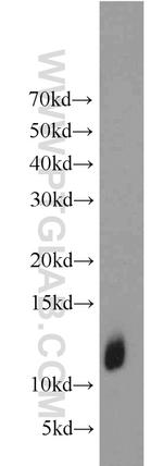 LCE1B Antibody in Western Blot (WB)