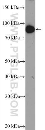ZNF509 Antibody in Western Blot (WB)