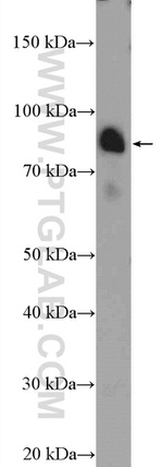 ZNF509 Antibody in Western Blot (WB)
