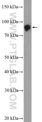 ZNF509 Antibody in Western Blot (WB)
