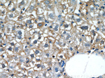 L-VOCC Antibody in Immunohistochemistry (Paraffin) (IHC (P))