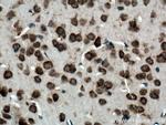 Ataxin 2 Antibody in Immunohistochemistry (Paraffin) (IHC (P))