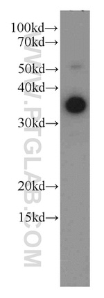 LDHA Antibody in Western Blot (WB)
