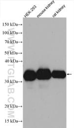 LDHA Antibody in Western Blot (WB)