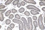 ID4 Antibody in Immunohistochemistry (Paraffin) (IHC (P))