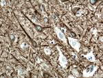 CEP152 Antibody in Immunohistochemistry (Paraffin) (IHC (P))
