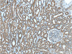 IFRG15 Antibody in Immunohistochemistry (Paraffin) (IHC (P))