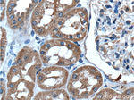 IFRG15 Antibody in Immunohistochemistry (Paraffin) (IHC (P))