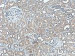 IFRG15 Antibody in Immunohistochemistry (Paraffin) (IHC (P))