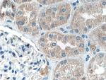 IFRG15 Antibody in Immunohistochemistry (Paraffin) (IHC (P))
