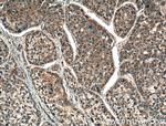 MASP1 Antibody in Immunohistochemistry (Paraffin) (IHC (P))