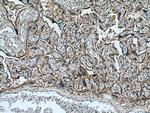 Collagen Type XI Antibody in Immunohistochemistry (Paraffin) (IHC (P))