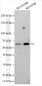PYROXD2 Antibody in Western Blot (WB)