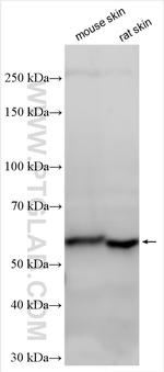 CCDC82 Antibody in Western Blot (WB)