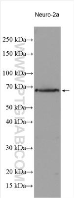 NRXN3 Antibody in Western Blot (WB)
