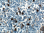 CD11B/Integrin alpha M Antibody in Immunohistochemistry (Paraffin) (IHC (P))