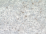 CD11B/Integrin alpha M Antibody in Immunohistochemistry (Paraffin) (IHC (P))