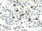 CD11B/Integrin alpha M Antibody in Immunohistochemistry (Paraffin) (IHC (P))