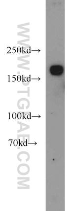 KIDINS220 Antibody in Western Blot (WB)