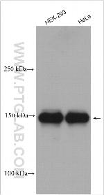 TCERG1 Antibody in Western Blot (WB)