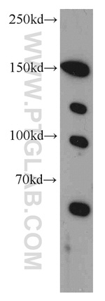 TCERG1 Antibody in Western Blot (WB)