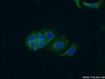 PCDH10 Antibody in Immunocytochemistry (ICC/IF)