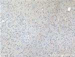 PCDH10 Antibody in Immunohistochemistry (Paraffin) (IHC (P))