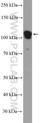 PCDH10 Antibody in Western Blot (WB)
