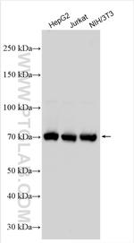 cyclin T2 Antibody in Western Blot (WB)