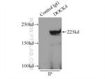 DOCK4 Antibody in Immunoprecipitation (IP)