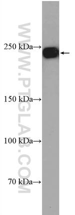 DOCK4 Antibody in Western Blot (WB)