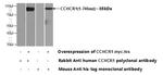 CCHCR1 Antibody in Western Blot (WB)
